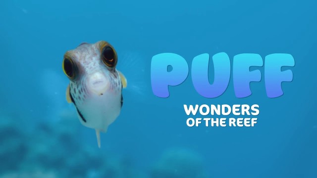 Puff: Rạn san hô kỳ diệu - Puff: Wonders of the Reef