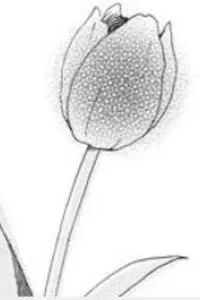 Makka Na Tulip Wo Kimi Ni