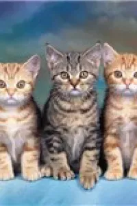 Tấm cám Phiên bản mèo